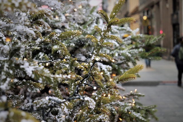 De danske juletræer: Bæredygtige og smukke symboler på julen